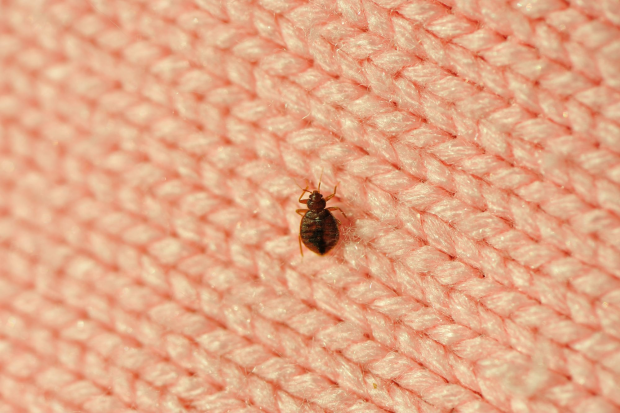 Bed-Bug-Treatment - Hercules Best Pest Pros | Hercules, CA | (510)721-3337