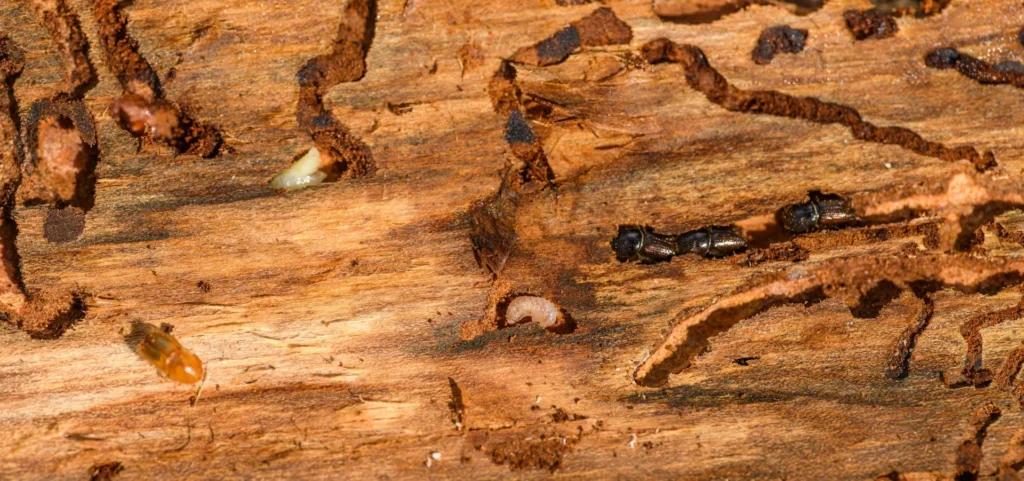 Is Your Home at Risk for Termite Damage - Hercules Best Pest Pros | Hercules, CA | (510)721-3337