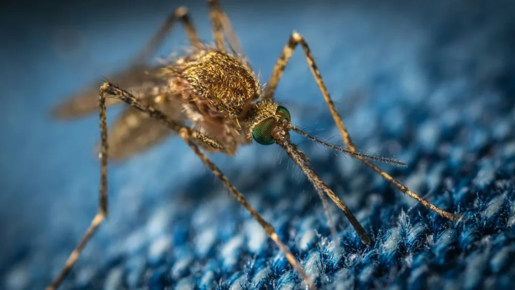 Mosquito Control - Hercules Best Pest Pros | Hercules, CA | (510)721-3337