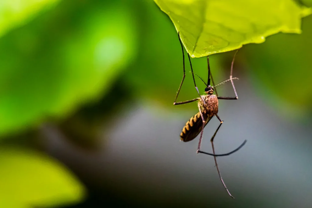 Mosquito-Control-for-Every-Outdoor-Space - Hercules Best Pest Pros | Hercules, CA | (510)721-3337