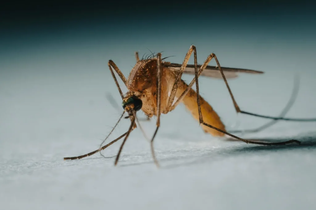 Protect Your Family from Mosquito-Borne-Diseases - Hercules Best Pest Pros | Hercules, CA | (510)721-3337