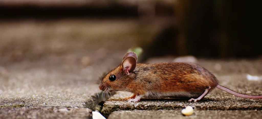 Residential-Commercial-Rodent-Solutions - Hercules Best Pest Pros | Hercules, CA | (510)721-3337