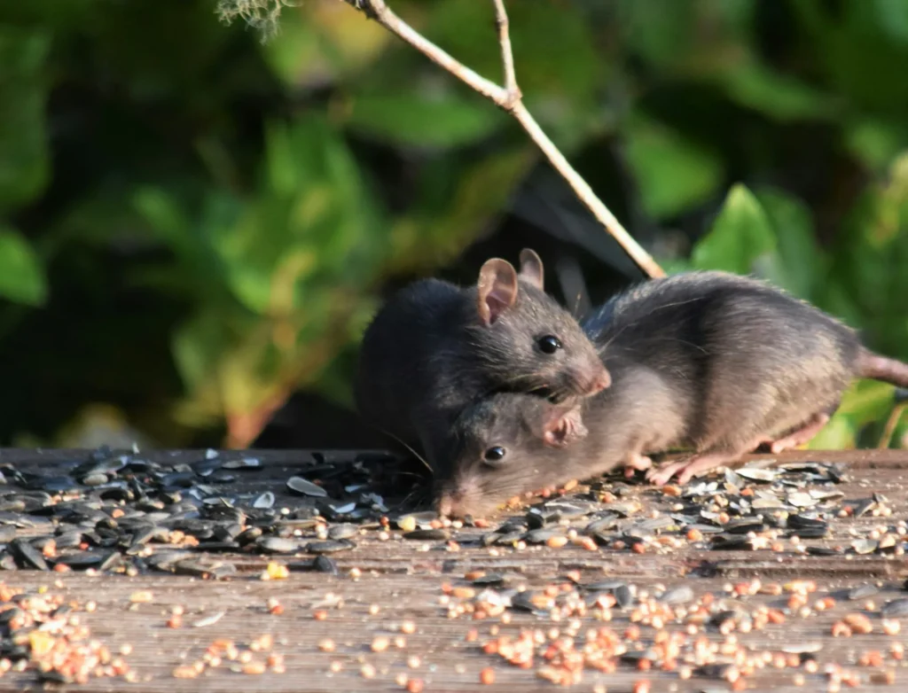 Rodent-Removal - Hercules Best Pest Pros | Hercules, CA | (510)721-3337