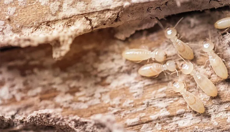 Signs You May Have a Termite Infestation - Hercules Best Pest Pros | Hercules, CA | (510)721-3337
