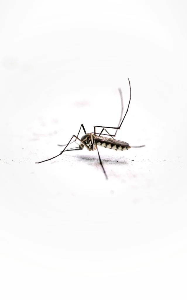Tired of Mosquitoes Ruining Your Evenings - Hercules Best Pest Pros | Hercules, CA | (510)721-3337