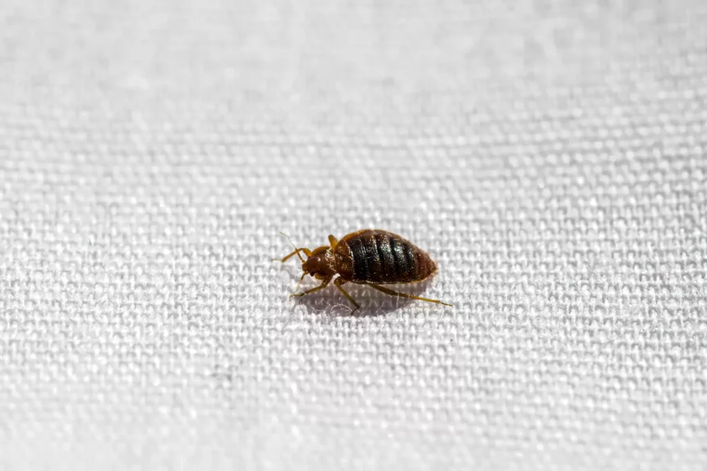 Why Bed Bug Heat Treatments Work Best - Hercules Best Pest Pros | Hercules, CA | (510)721-3337