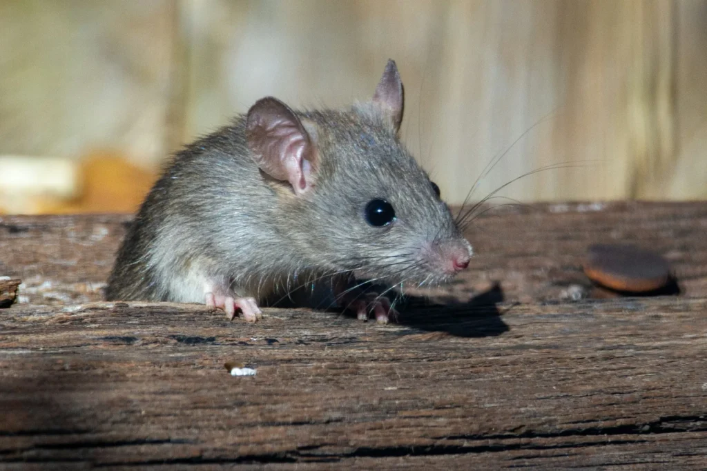 Why-Choose-Our-Rodent-Exterminators - Hercules Best Pest Pros | Hercules, CA | (510)721-3337